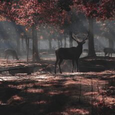 Gibier d'Automne