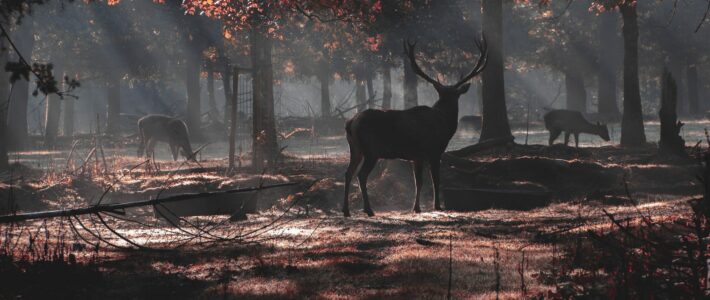 Gibier d'Automne